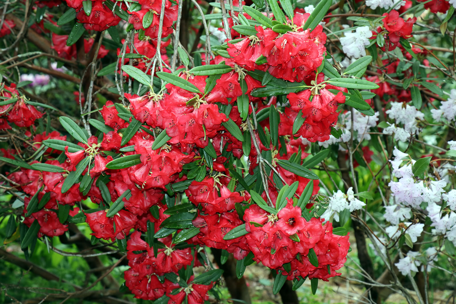 Botanic Gardens